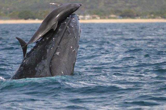 whaleanddolphin